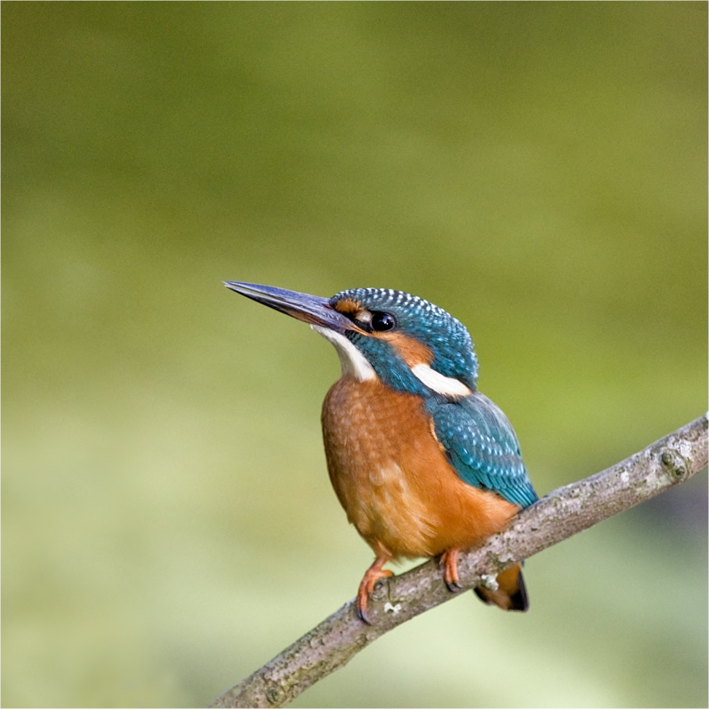 Adult Female Kingfisher